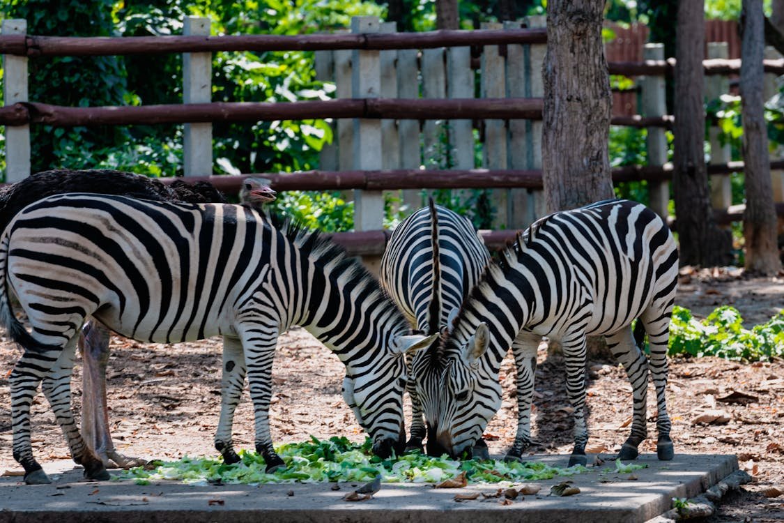 free-photo-of-zebras-in-zoo