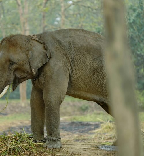 A majestic elephant standing in a lush forest setting, showcasing its strength and grace.